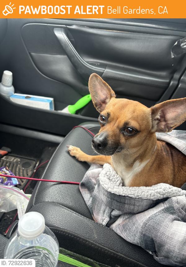 Found/Stray Female Dog last seen Century snacks, Bell Gardens, CA 90201