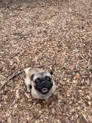 Lost Male Dog last seen Near Alvarado, Alvarado, TX 76009