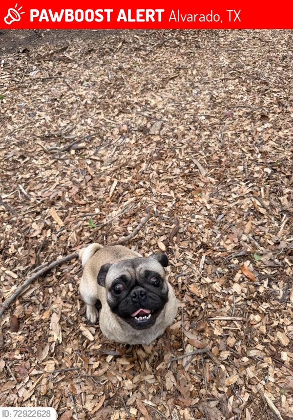 Lost Male Dog last seen Near Alvarado, Alvarado, TX 76009