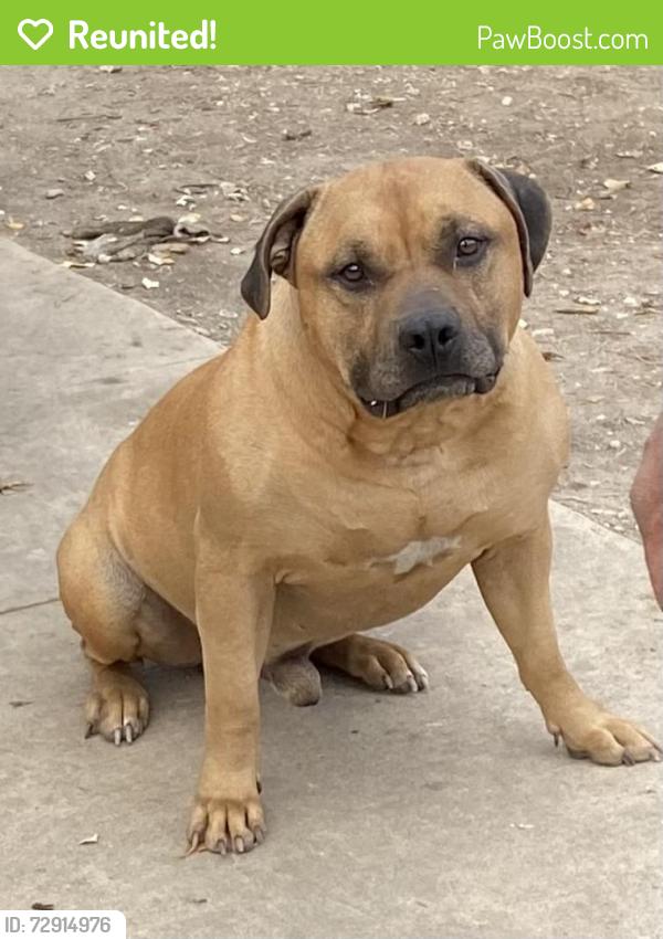 Reunited Male Dog last seen Hunt lane, San Antonio, TX 78227