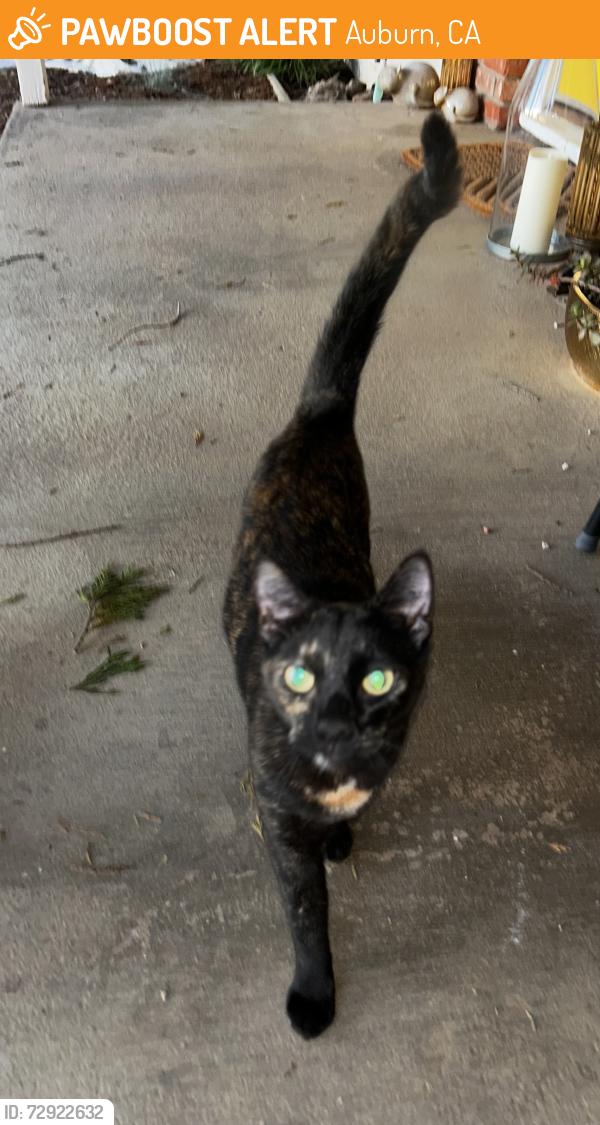 Found/Stray Female Cat last seen Valley View Dr & Skyridge Dr, Auburn, CA 95603