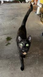 Found/Stray Female Cat last seen Valley View Dr & Skyridge Dr, Auburn, CA 95603