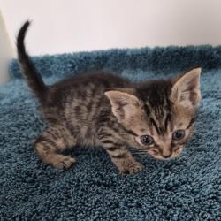 Shelter Stray Unknown Cat last seen , Portland, TX 78374