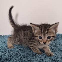Shelter Stray Unknown Cat last seen , Portland, TX 78374
