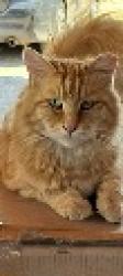 Reunited Male Cat last seen 2nd st. & Elm st., Toppenish, WA 98948