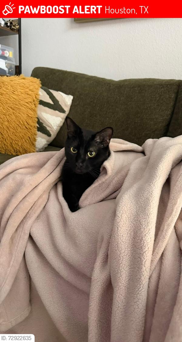 Lost Male Cat last seen Sawyer Heights and Sawyer st by the Target and Sawyer Heights Lofts, Houston, TX 77007