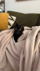 Lost Male Cat last seen Sawyer Heights and Sawyer st by the Target and Sawyer Heights Lofts, Houston, TX 77007