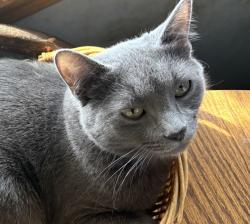 Reunited Male Cat last seen Whittington and Westminster , Parma, OH 44129