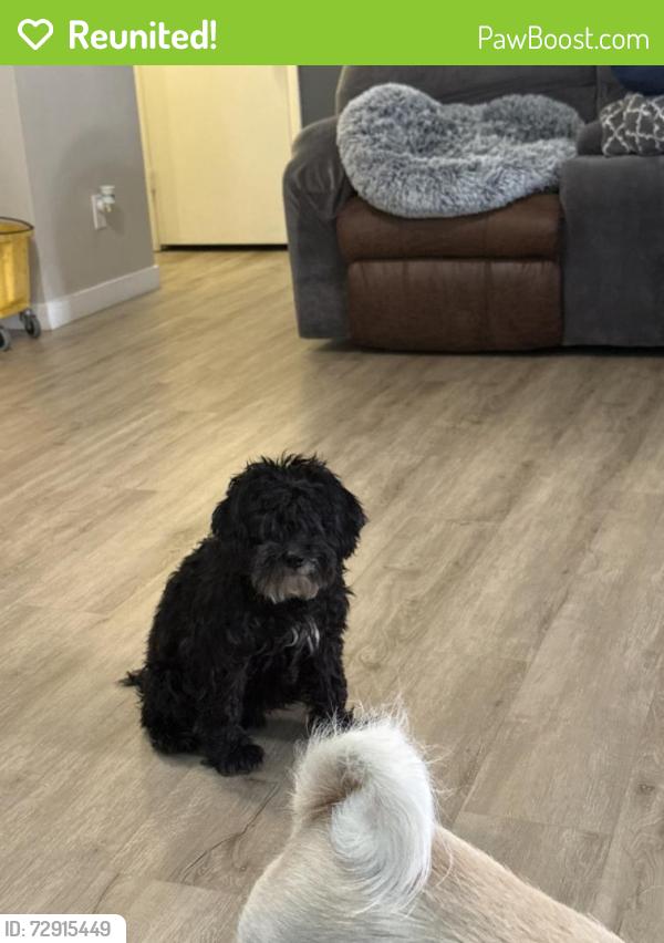 Reunited Male Dog last seen Bermuda and Starr, Henderson, NV 89052