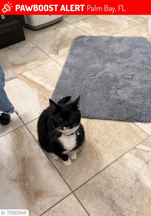 Lost Female Cat last seen hurley BL and Wing RD, Palm Bay, FL 32908