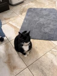 Lost Female Cat last seen hurley BL and Wing RD, Palm Bay, FL 32908