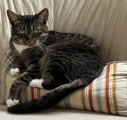 Lost Female Cat last seen high point near the border , Langley Township, BC V2Z 0A5