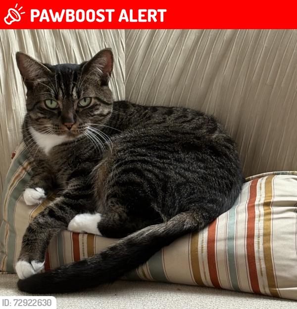 Lost Female Cat last seen high point near the border , Langley Township, BC V2Z 0A5