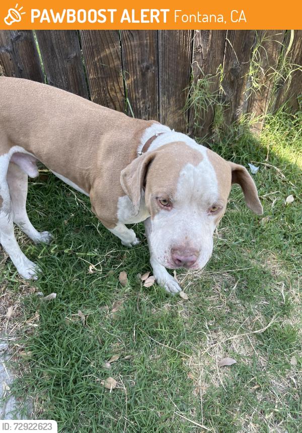 Found/Stray Male Dog last seen maple McCauly st fontana, Fontana, CA 92335