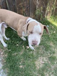 Found/Stray Male Dog last seen maple McCauly st fontana, Fontana, CA 92335