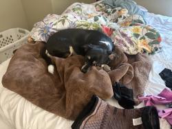 Reunited Female Dog last seen Sunset and Greengate, Sherwood, OR 97140