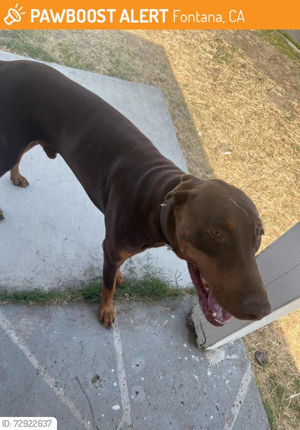 Found/Stray Male Dog last seen Near McCauley Street, Fontana CA, Fontana, CA 92335