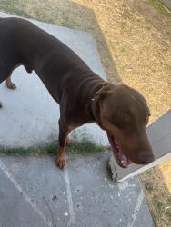 Found/Stray Male Dog last seen Near McCauley Street, Fontana CA, Fontana, CA 92335