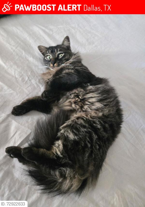 Lost Male Cat last seen Green St, Dallas, TX 75208