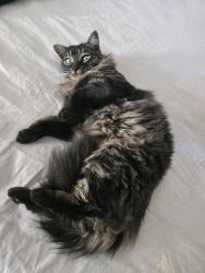 Lost Male Cat last seen Green St, Dallas, TX 75208