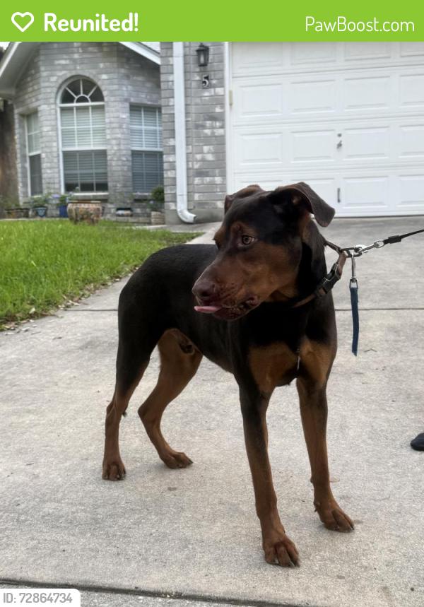 Reunited Male Dog last seen pembroke / babcock, San Antonio, TX 78240