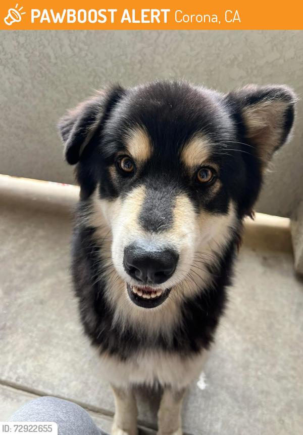 Found/Stray Male Dog last seen McKinley & Promenade, Corona, CA 92879