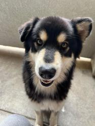 Found/Stray Male Dog last seen McKinley & Promenade, Corona, CA 92879