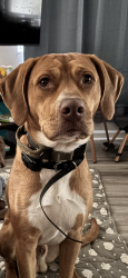 Reunited Male Dog last seen Right off of tidewater behind the dollar general at the elementary school, Norfolk, VA 23513