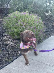 Lost Female Dog last seen Orcutt Ave and Zion Ave, San Diego, CA 92120