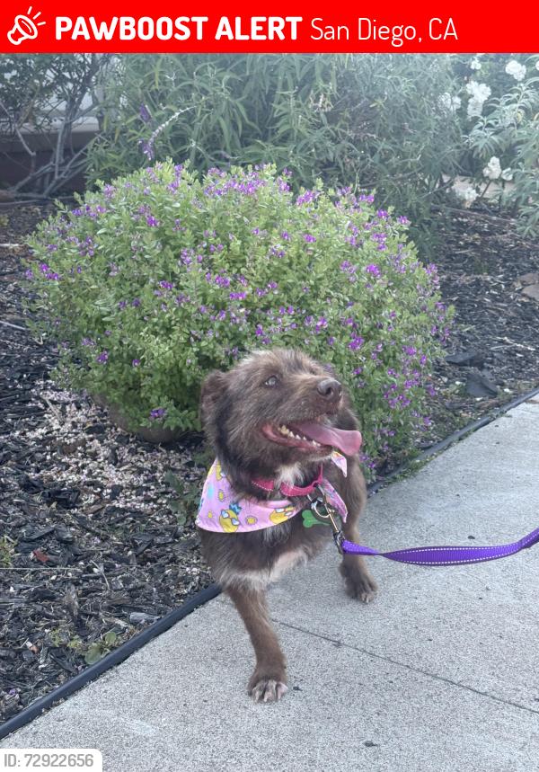 Lost Female Dog last seen Orcutt Ave and Zion Ave, San Diego, CA 92120