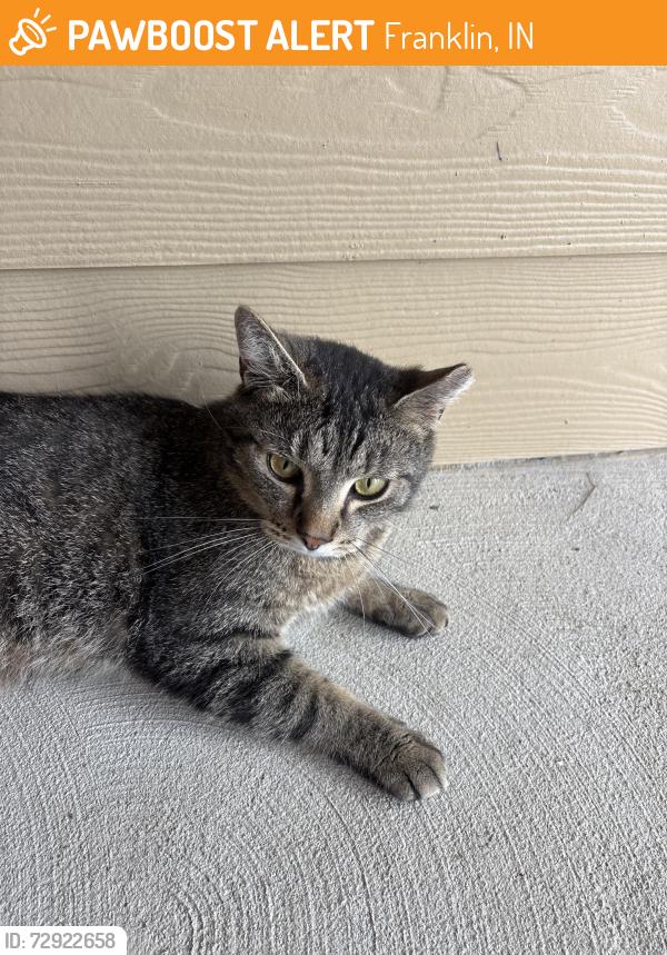 Found/Stray Female Cat last seen By chicagos pizza, Franklin, IN 46131
