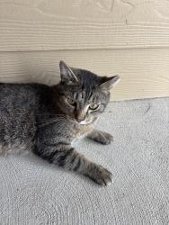 Found/Stray Female Cat last seen By chicagos pizza, Franklin, IN 46131
