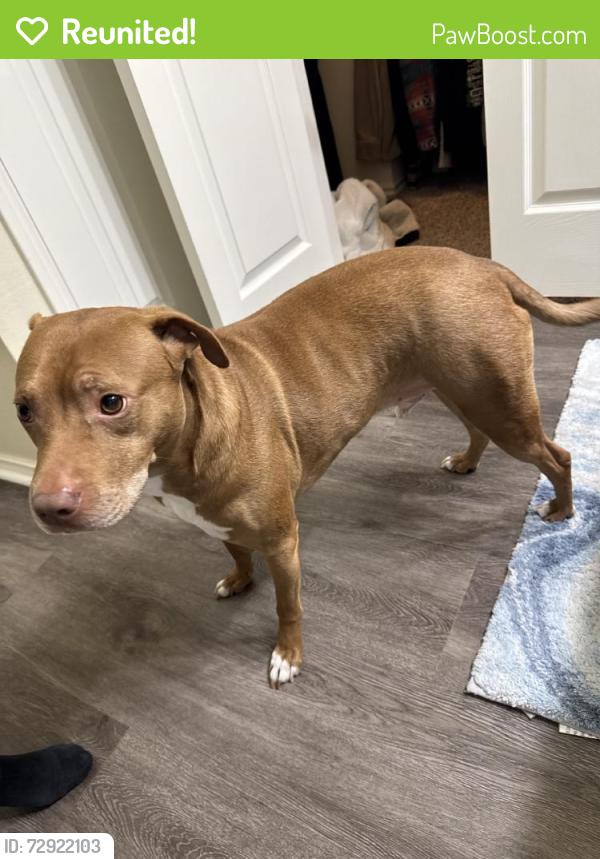 Reunited Male Dog last seen Near Twin Oaks Dr, Haltom City, TX 76148, USA, Haltom City, TX 76148