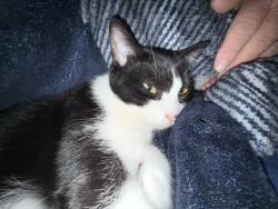 Reunited Male Cat last seen Tomoka , Ormond Beach, FL 32174