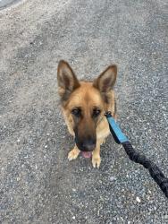 Found/Stray Unknown Dog last seen S edmonds , Carson City, NV 89701