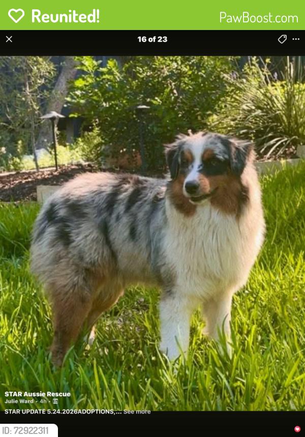 Reunited Male Dog last seen Pecore and Watson, Houston, TX 77009