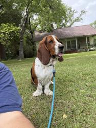 Reunited Male Dog last seen Found near Windsong Drive - Cameron, NC, Cameron, NC 28326