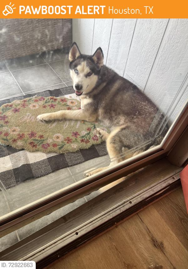 Found/Stray Female Dog last seen Saums/Greenhouse, Houston, TX 77449