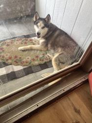 Found/Stray Female Dog last seen Saums/Greenhouse, Houston, TX 77449