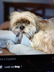 Lost Female Dog last seen 8 mile and Myers , Detroit, MI 48221
