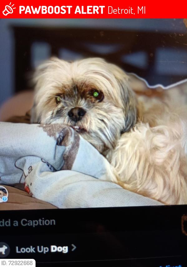 Lost Female Dog last seen 8 mile and Myers , Detroit, MI 48221