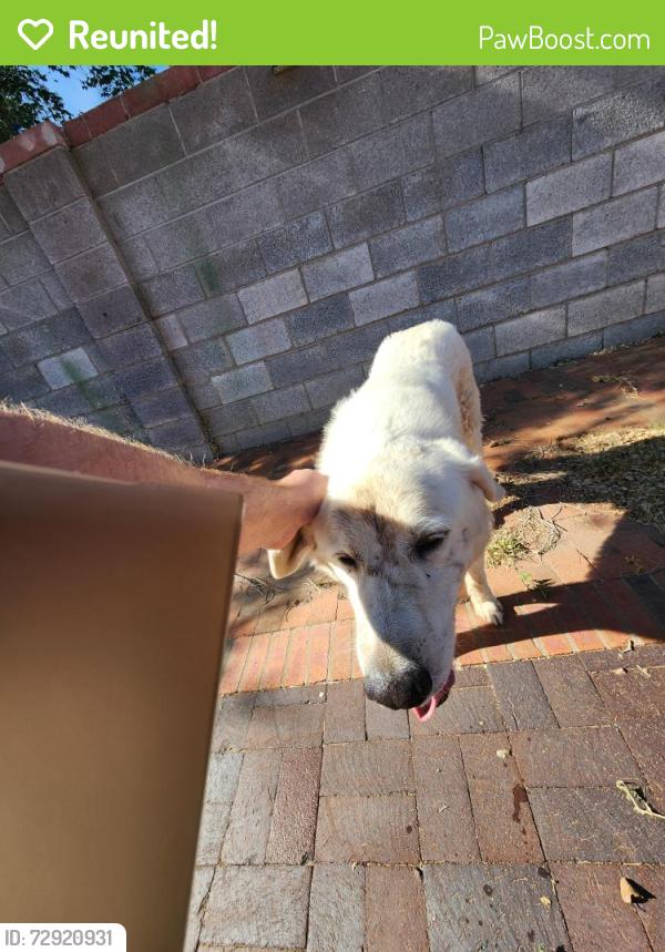 Reunited Male Dog last seen San Mateo and Menaul , Albuquerque, NM 87110