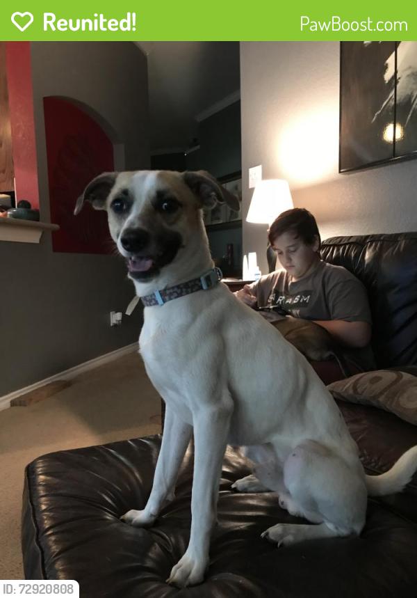 Reunited Male Dog last seen Granbury Road & University, Fort Worth, TX 76109