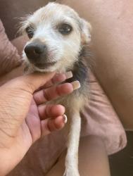 Reunited Male Dog last seen 14&Melrose st. Chester pa, Chester, PA 19013