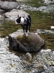 Reunited Male Dog last seen Ne Bryce, Portland, OR 97212