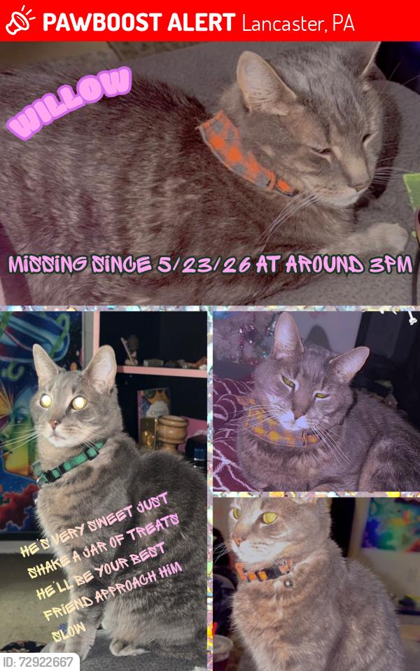 Lost Male Cat last seen Millersville pike,mcdonalds,weis,manor hse apmts, Lancaster, PA 17603