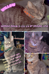 Lost Male Cat last seen Millersville pike,mcdonalds,weis,manor hse apmts, Lancaster, PA 17603