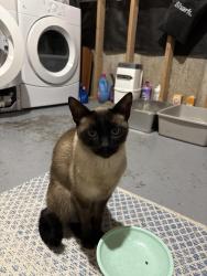 Reunited Male Cat last seen Thirdline and Heritage way. Off the thirdline exist in oakville. By St. Bernadette elementary school, Oakville, ON L6M 3J8