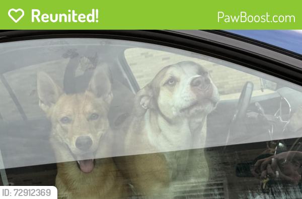 Reunited Male Dog last seen Clarkston High School Parking Lot, Independence Township, MI 48346