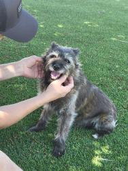 Found/Stray Female Dog last seen Near sunset ridge park, Victorville, CA 92392
